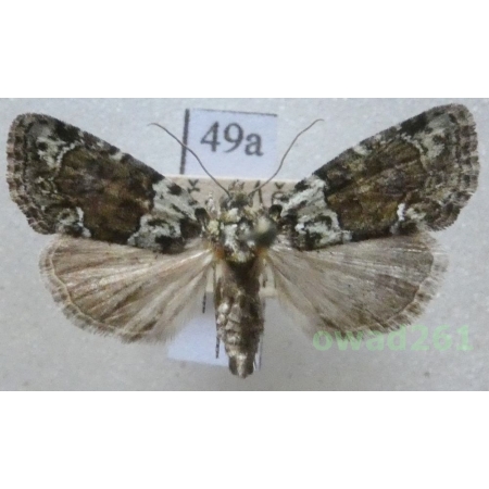 Bryoleuca ereptricula (Treitschke, 1825) Czech49a